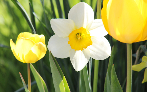 Tulips and Daffodils  from Chrome web store to be run with OffiDocs Chromium online