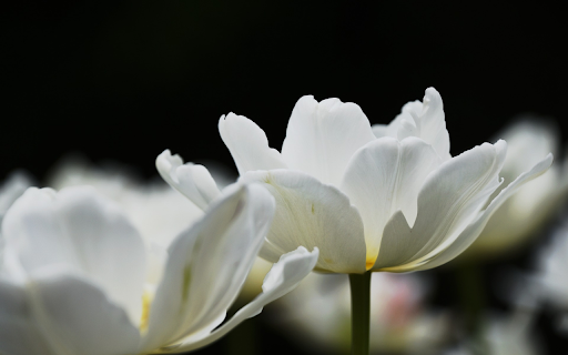 tulips in full bloom  from Chrome web store to be run with OffiDocs Chromium online