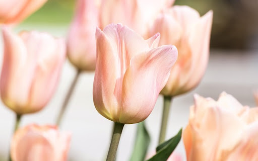 TULIP THEME  from Chrome web store to be run with OffiDocs Chromium online