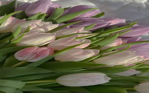 tulip wallpaper  from Chrome web store to be run with OffiDocs Chromium online