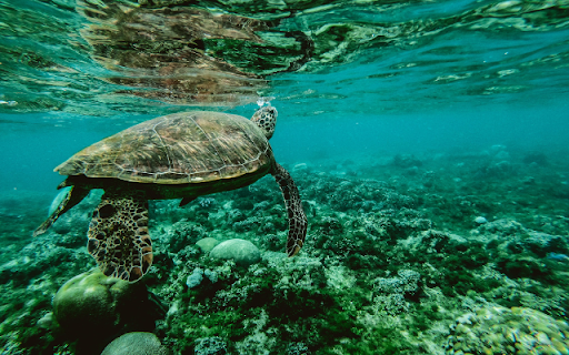 Turtle  from Chrome web store to be run with OffiDocs Chromium online