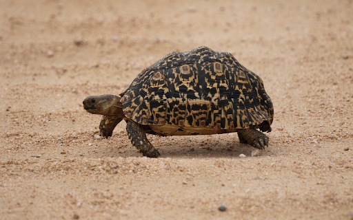 Turtle and its beautiful shell  from Chrome web store to be run with OffiDocs Chromium online