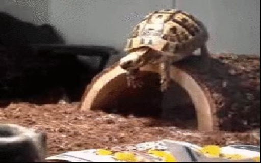 turtle and log wallpaper  from Chrome web store to be run with OffiDocs Chromium online