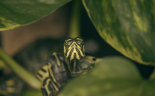 Turtle in the Bush  from Chrome web store to be run with OffiDocs Chromium online