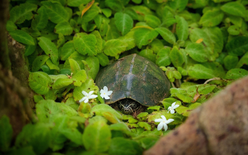 Turtle in the grove  from Chrome web store to be run with OffiDocs Chromium online