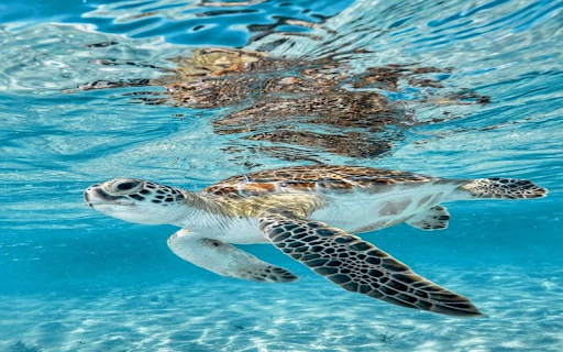 Turtle swimming in the sea wallpaper  from Chrome web store to be run with OffiDocs Chromium online
