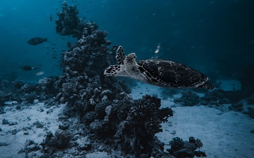 TURTLE Theme  from Chrome web store to be run with OffiDocs Chromium online
