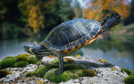 Turtle: The Wise and Resilient Slow Mover  from Chrome web store to be run with OffiDocs Chromium online