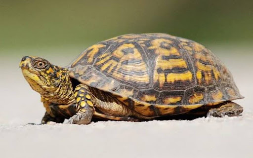 turtle wallpaper  from Chrome web store to be run with OffiDocs Chromium online