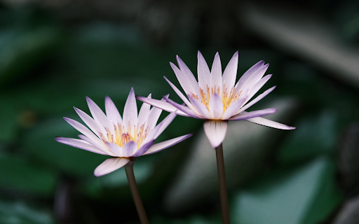 Twin Water Lilies  from Chrome web store to be run with OffiDocs Chromium online