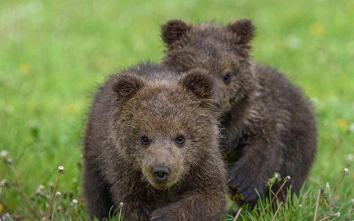 Two adorable cubs  from Chrome web store to be run with OffiDocs Chromium online