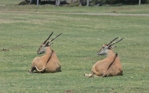 Two antelopes lying on the grass  from Chrome web store to be run with OffiDocs Chromium online