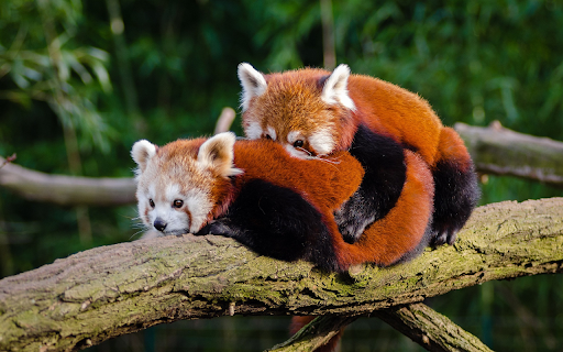 Two bears lying on a tree  from Chrome web store to be run with OffiDocs Chromium online