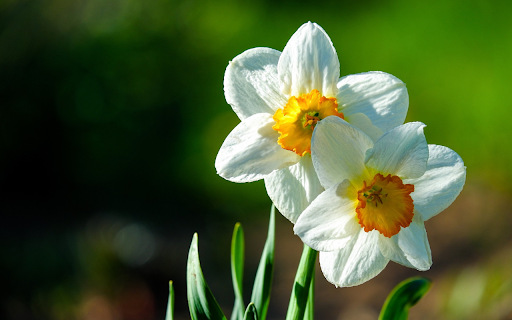 Two beautiful white flowers  from Chrome web store to be run with OffiDocs Chromium online