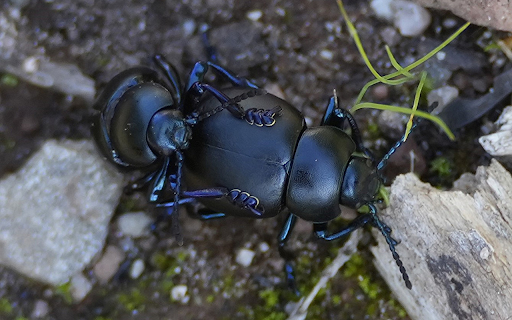 Two big black beetles  from Chrome web store to be run with OffiDocs Chromium online
