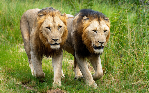 two big lions  from Chrome web store to be run with OffiDocs Chromium online
