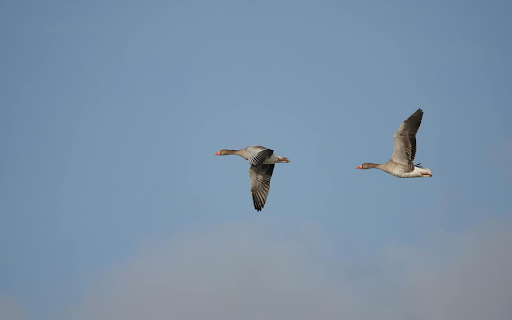 Two birds  from Chrome web store to be run with OffiDocs Chromium online