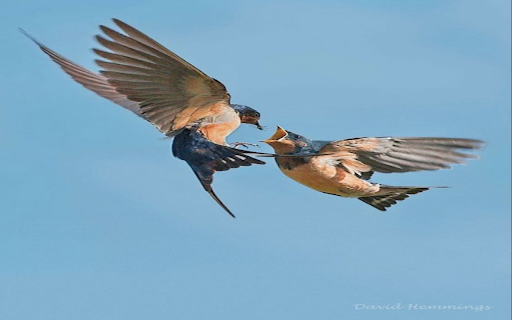 Two birds flying Wallpaper  from Chrome web store to be run with OffiDocs Chromium online