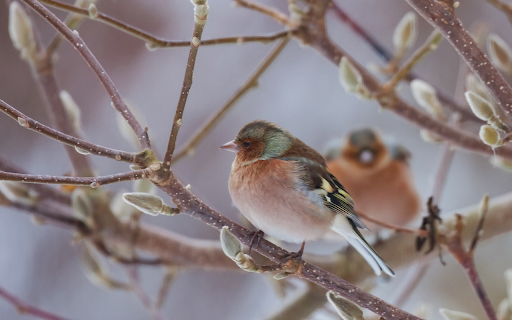 Two birds perched on a branch  from Chrome web store to be run with OffiDocs Chromium online