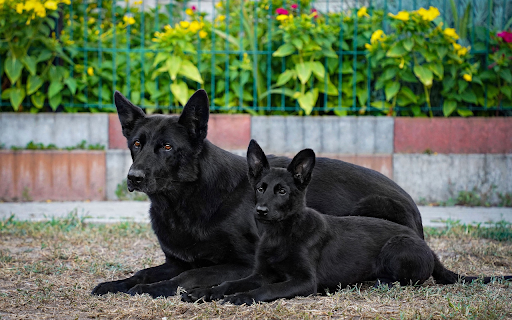 Two black dogs with pricked ears  from Chrome web store to be run with OffiDocs Chromium online