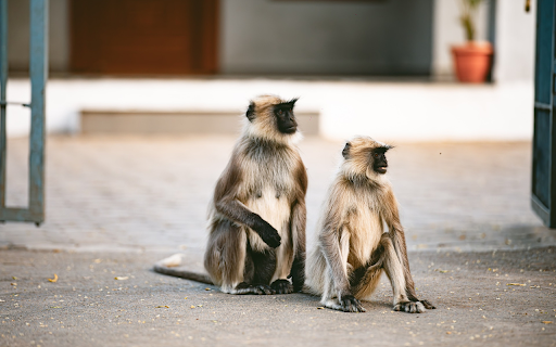 Two Black Faced Monkeys  from Chrome web store to be run with OffiDocs Chromium online
