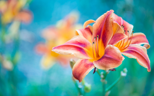 Two Blooming Orange Red Lily Flowers  from Chrome web store to be run with OffiDocs Chromium online