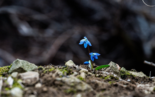two blue flowers  from Chrome web store to be run with OffiDocs Chromium online