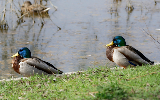 Two Blue headed Ducks  from Chrome web store to be run with OffiDocs Chromium online