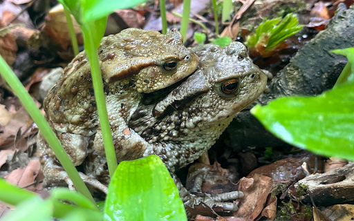 Two Brown Frogs  from Chrome web store to be run with OffiDocs Chromium online