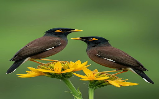 two brown starlings wallpaper  from Chrome web store to be run with OffiDocs Chromium online