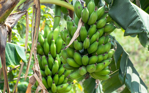 Two bunches of banana leaves  from Chrome web store to be run with OffiDocs Chromium online