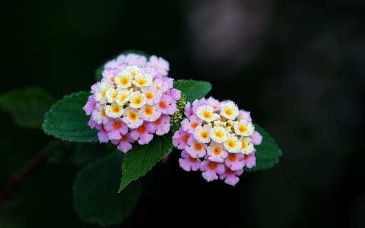 Two bunches of flowers  from Chrome web store to be run with OffiDocs Chromium online