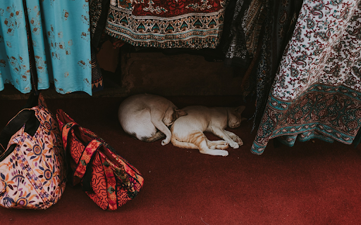 Two cats lying curled up  from Chrome web store to be run with OffiDocs Chromium online