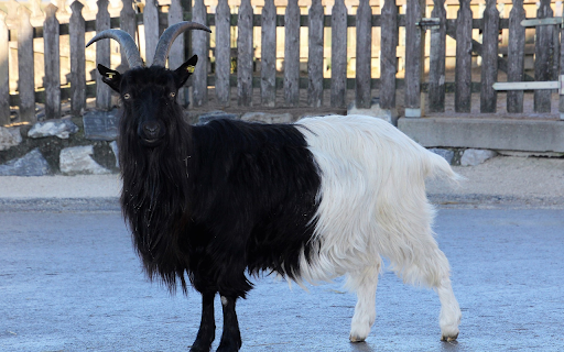 Two colored goat  from Chrome web store to be run with OffiDocs Chromium online
