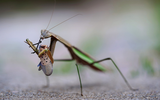 Two colored mantis  from Chrome web store to be run with OffiDocs Chromium online