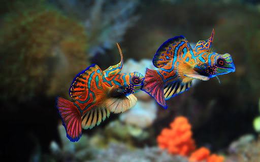Two colorful mandarin fish are facing each other.  from Chrome web store to be run with OffiDocs Chromium online