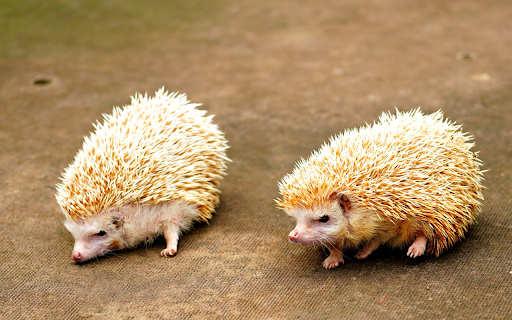 Two cream colored hedgehogs  from Chrome web store to be run with OffiDocs Chromium online