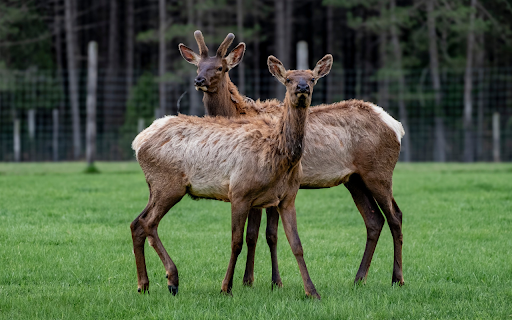 Two Deer  from Chrome web store to be run with OffiDocs Chromium online
