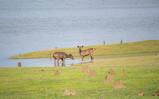 Two deer by the lake  from Chrome web store to be run with OffiDocs Chromium online