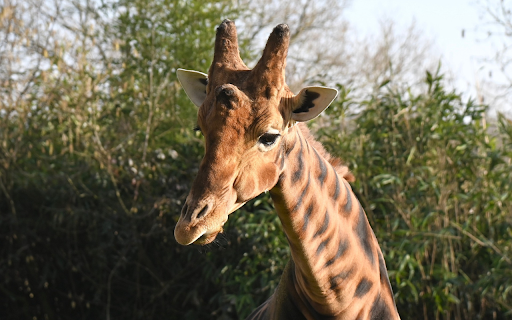 Two deer horns  from Chrome web store to be run with OffiDocs Chromium online
