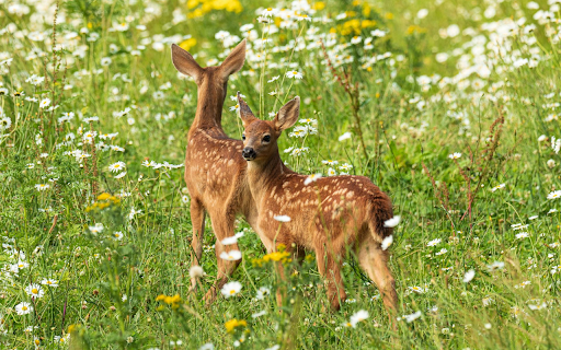 Two Deer in the Forest of Flowers  from Chrome web store to be run with OffiDocs Chromium online