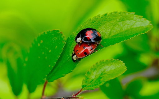 Two different colored beetles  from Chrome web store to be run with OffiDocs Chromium online