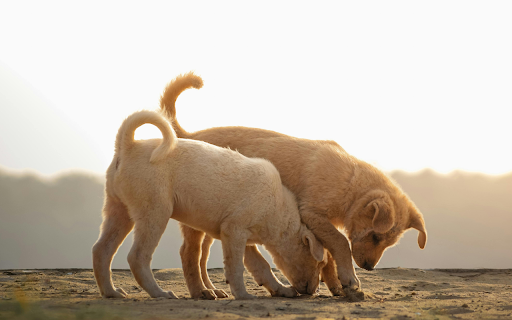Two dogs playing in the dirt at sunset  from Chrome web store to be run with OffiDocs Chromium online