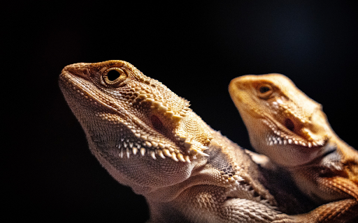 Two dragon lizards  from Chrome web store to be run with OffiDocs Chromium online