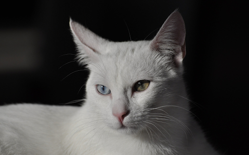 Two Eyed Cat  from Chrome web store to be run with OffiDocs Chromium online Two Eyed Cat  from Chrome web store to be run with OffiDocs Chromium online