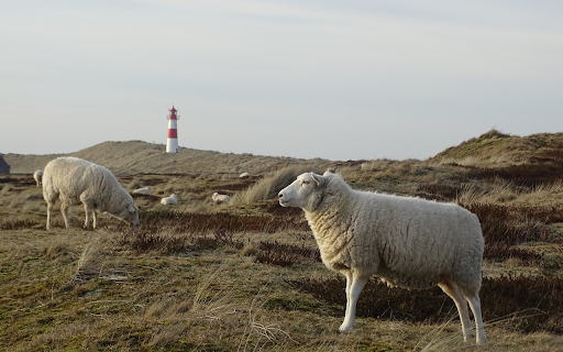 Two fat sheep  from Chrome web store to be run with OffiDocs Chromium online
