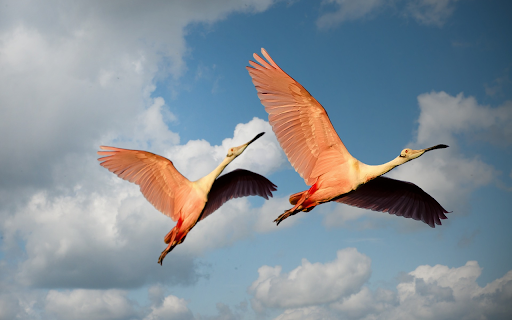 Two flamingos  from Chrome web store to be run with OffiDocs Chromium online