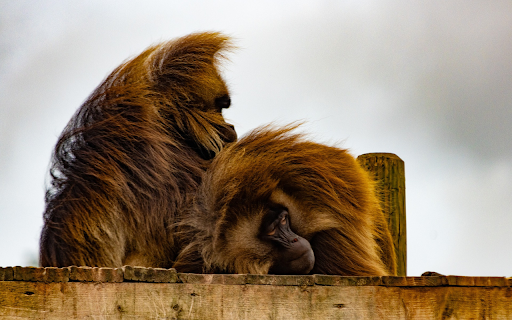 Two furry monkey  from Chrome web store to be run with OffiDocs Chromium online