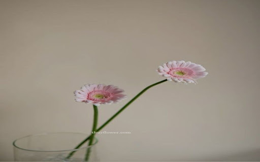 two gerbera daisies wallpaper  from Chrome web store to be run with OffiDocs Chromium online