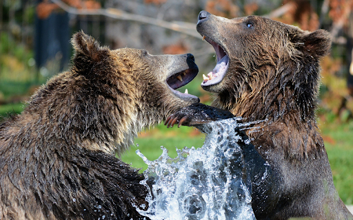 Two giant bears  from Chrome web store to be run with OffiDocs Chromium online